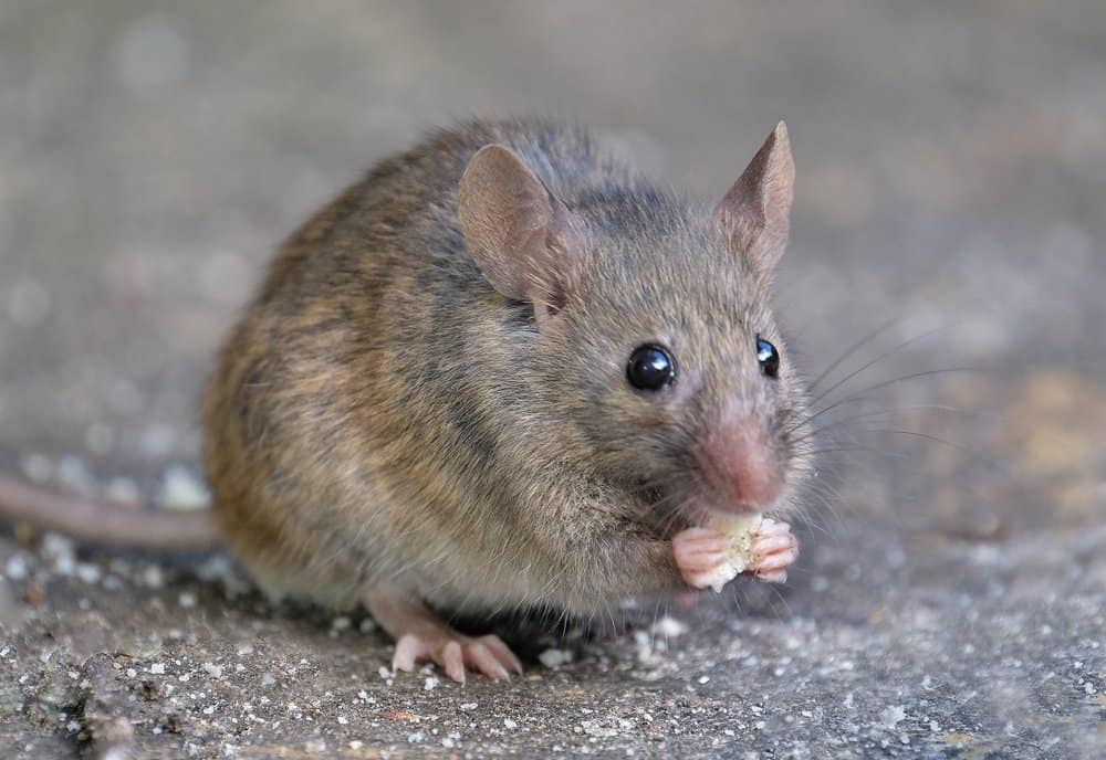 rodent control Avondale PA