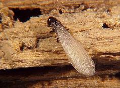 termite control Tredyffrin PA